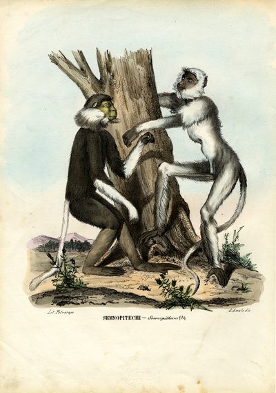 Languren, 1863-79 von Raimundo Petraroja
